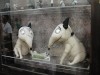 Frankenweenie Stuffed Dogs Photo