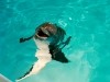 Winter Dolphin Tale Photo
