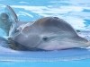 Winter Dolphin Tale Photo