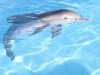 Winter Dolphin Tale Photo