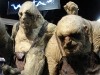 Trolls Photo