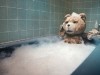 Ted Photo