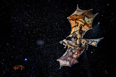 A scene from Cirque du Soleil Worlds Away A scene from Cirque du Soleil Worlds Away