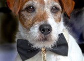 Uggie is the Humane Society's Spokesdog