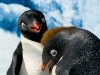 Carmen and Ramon Happy Feet 2 Photo
