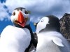 Sven and Erik Happy Feet 2 Photo