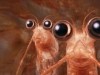 Will and Bill the Krill Happy Feet 2 Photo