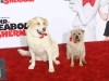 Dogs on the Red Carpet Photo