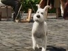 Snowy Adventures of Tintin Photo