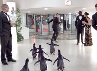 Penguins in Mr Popper's Penguins