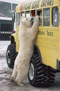 Polar Bear Crossing Polar Bear Crossing
