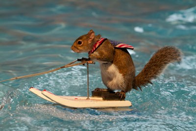 Nutty The Waterskiing Squirrel Nutty The Waterskiing Squirrel