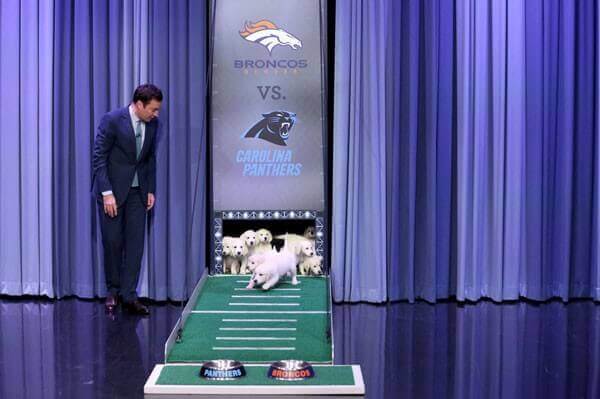 Puppies Predict Super Bowl