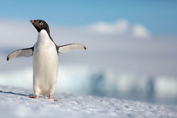 Penguins Movie Trailer