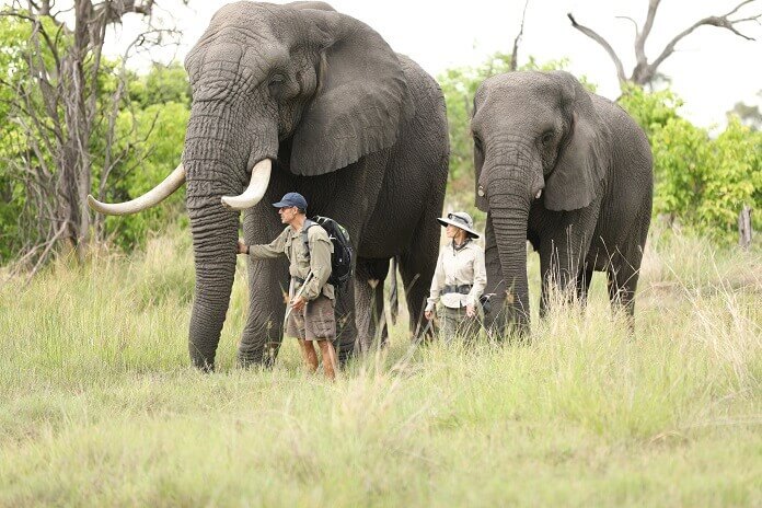 Dodoe Heroes Elephants