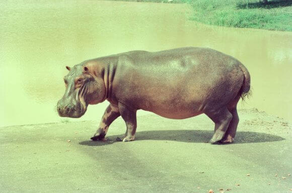 The Hunt for Escobar's Hippos