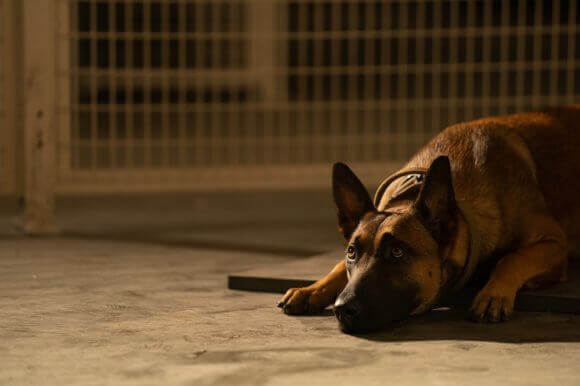 Dog Star