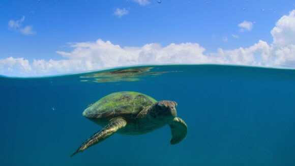 Our Great National Parks