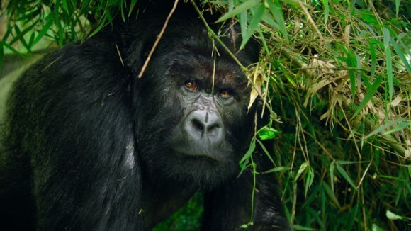 Our Great National Parks