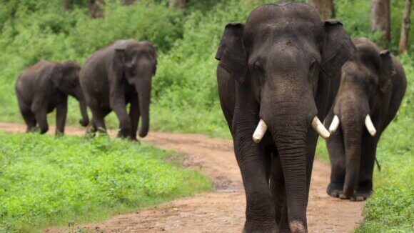 Our Planet 2 Elephants