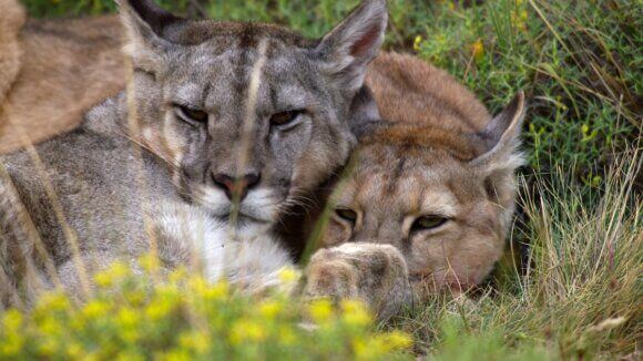 Our Planet II Mountain Lions