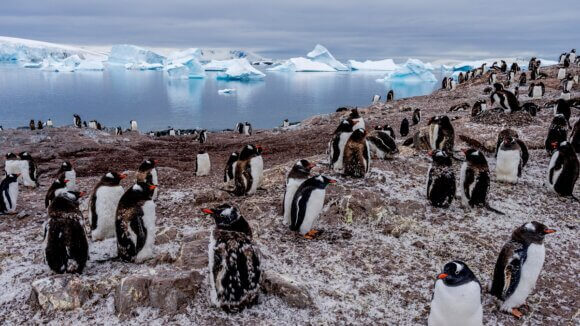 Our Planet 2 Penguins