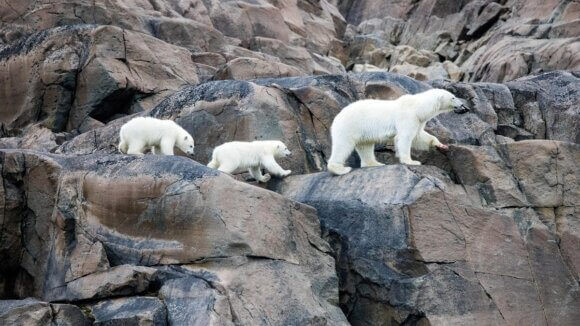 Our Planet 2 Polar Bears