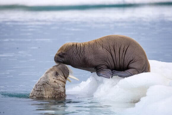 Walruses