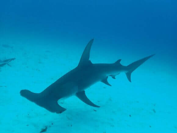 Sharkfest 2023