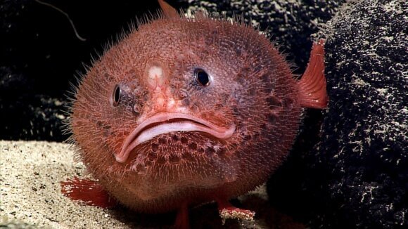 Deep Rising Sea Toad