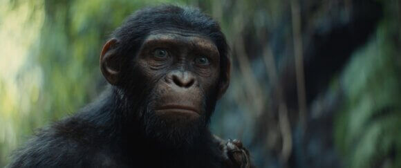 Kingdom of the Planet of the Apes Noa
