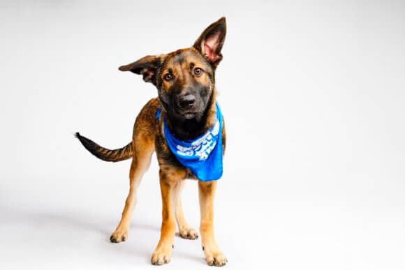 Puppy Bowl
