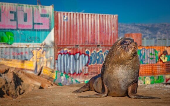 Mammals Sealion
