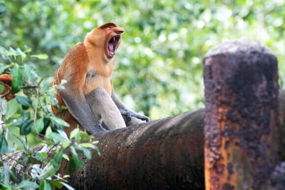 Planet Earth: Asia on AMC Networks