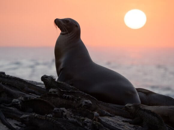 Sea Lions of the Galapagos