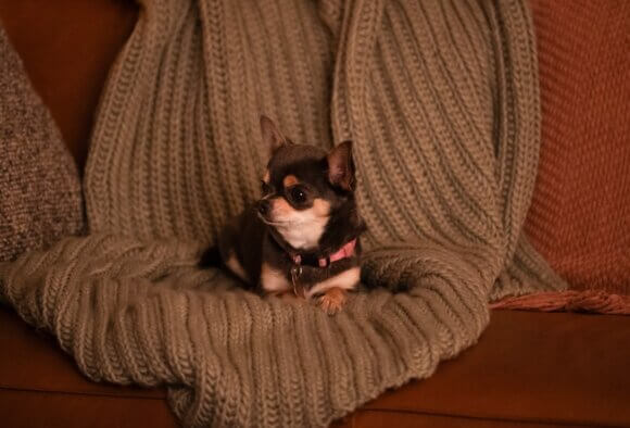 Bluebell as Betty