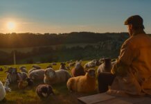 The Sheep Detectives Review: A Charming, High-Stakes Whodunit The Sheep Detectives Hugh Jackman Review
