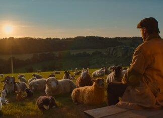 The Sheep Detectives Review: A Charming, High-Stakes Whodunit The Sheep Detectives Hugh Jackman Review