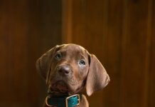 Netflix’s Scooby-Doo: Origins Casts Real Dog as Scooby-Doo Scooby-Doo: Origins