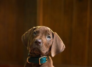 Netflix’s Scooby-Doo: Origins Casts Real Dog as Scooby-Doo Scooby-Doo: Origins