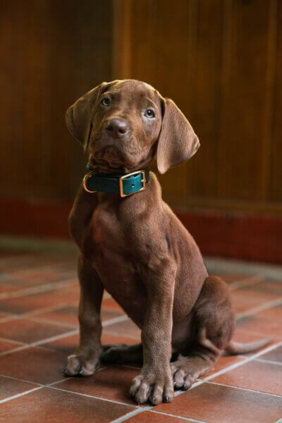 Scooby-Doo: Origins