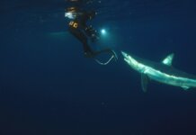 Discovery’s Shark Week 2026 Lineup: Schedule and Highlights Shark Week 2026 Sharkzilla