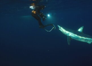 Discovery’s Shark Week 2026 Lineup: Schedule and Highlights Shark Week 2026 Sharkzilla