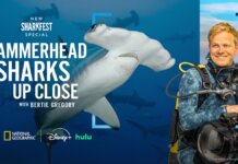 Sharkfest 2026 Lineup: Bertie Gregory, Giant Makos, and Samurai Shark Attacks Sharkfest 2026