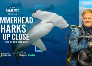 Sharkfest 2026 Lineup: Bertie Gregory, Giant Makos, and Samurai Shark Attacks Sharkfest 2026